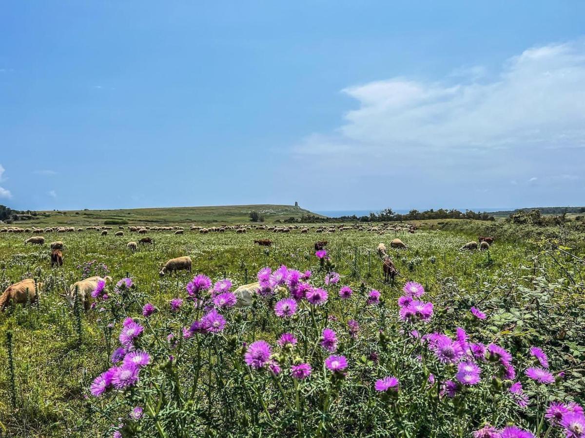 אוג'אנו לה קייזה Casetta Degli Ulivi מראה חיצוני תמונה